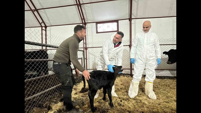 Pertek'te kırsala bereket: Genç veterinere hayvancılık desteği