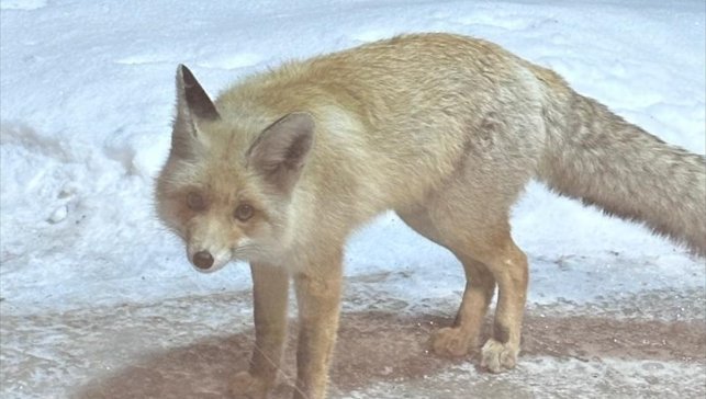 Ardahan'da bahçede yiyecek arayan tilki görüntülendi