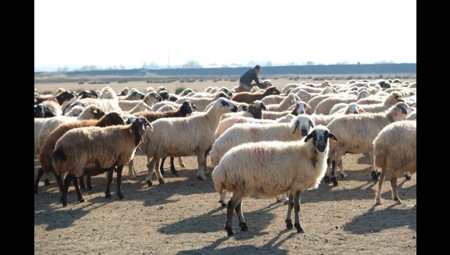 Erzincan'da sürüler merada