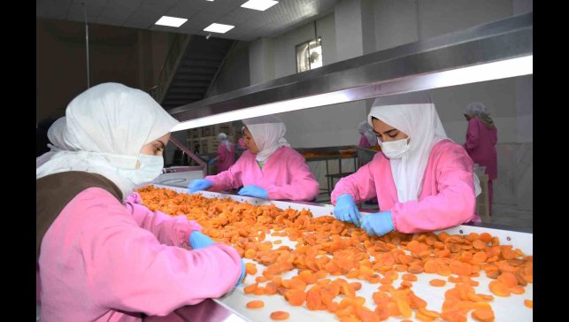 Malatya'da kuru kayısıda 11 ayda 275 milyon dolar gelir elde edildi