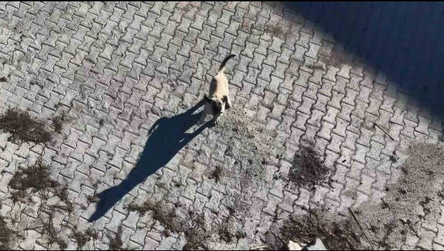 Yavru kangalın dronla imtihanı