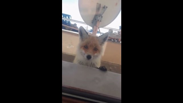 Tilki, bakımevini ziyaret etti