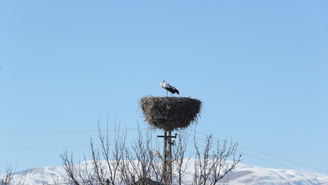 Binkoç köyünün göç etmeyen leylekleri bu kışı da yuvalarında geçirecek
