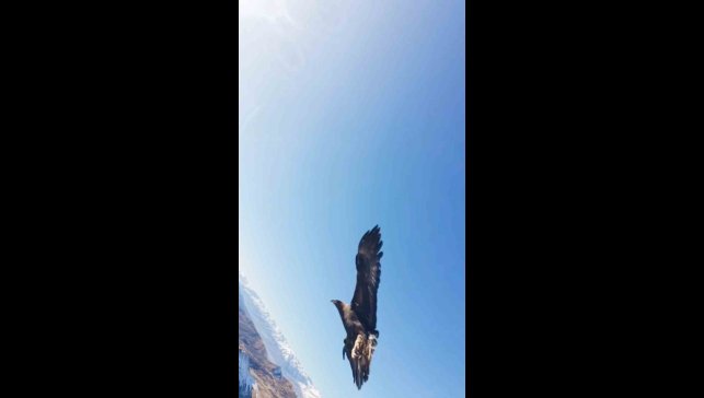 Kartal dronu kaptı, dağın zirvesine bıraktı: O anlar kamerada