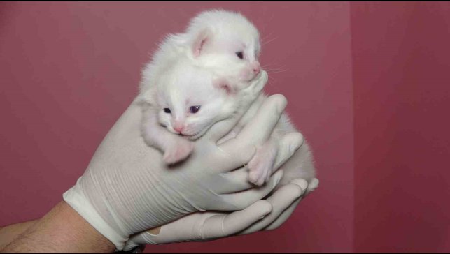 Van Kedi Villası'nda bu yıl 120 yavru dünyaya geldi