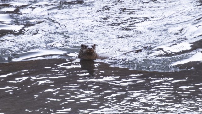 Tunceli'de nesli tehlike altındaki su samuru görüntülendi