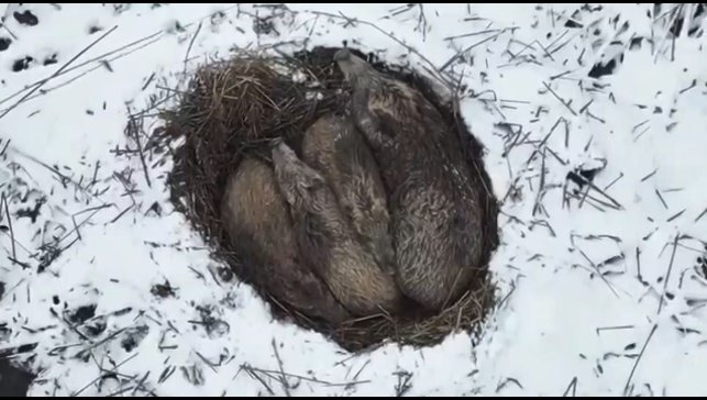 Kars'ta yumak halinde uyuyan domuz ailesi görüntülendi