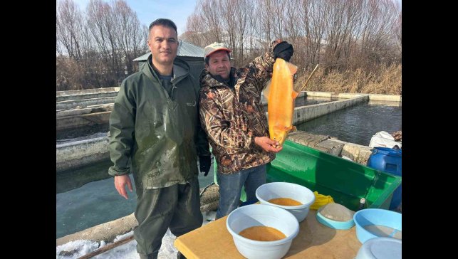 Van'da binlerce ton kapasiteli tesislerde alabalık sağımı başladı