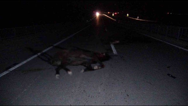 Malatya'da feci olay: Milyonluk taylar karayolunda telef oldu