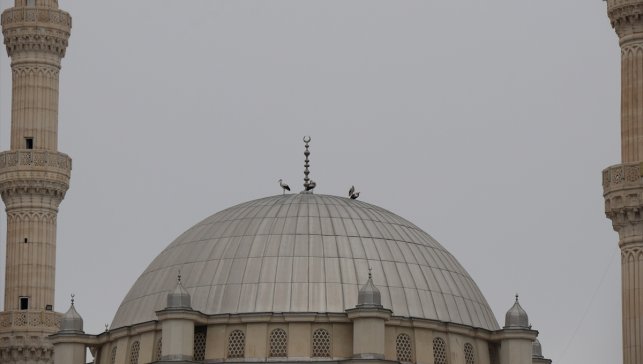 Küresel ısınma Iğdır'daki leyleklerin göç alışkanlığını değiştirdi