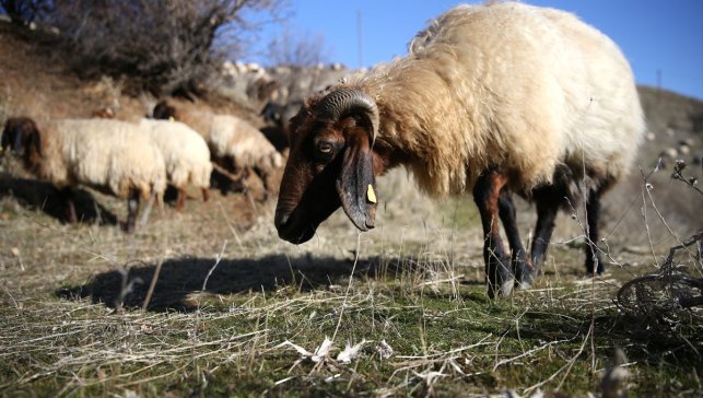 Bitlisli besiciler kar yağmayınca hayvanlarını merada otlatarak yemden tasarruf ediyor