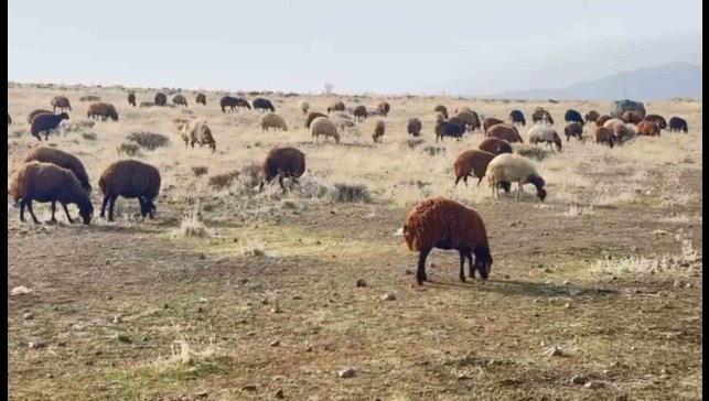 Patnos'ta kar yağmaması çiftçilerin yüzünü güldürdü