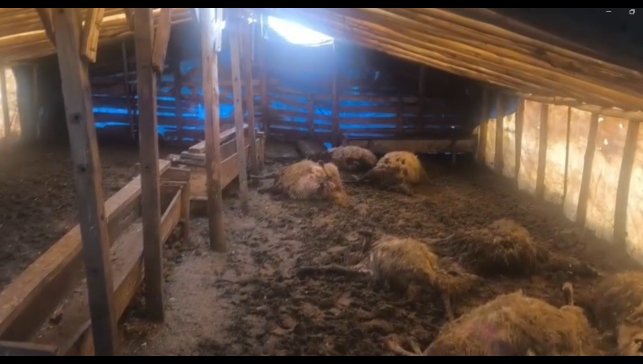 Erzincan'da kurtlar ahıra girdi: 10 koyun telef oldu, 10 koyun yaralandı