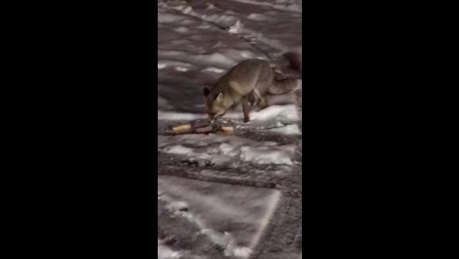 Aç kalan tilkiyi elleriyle besledi