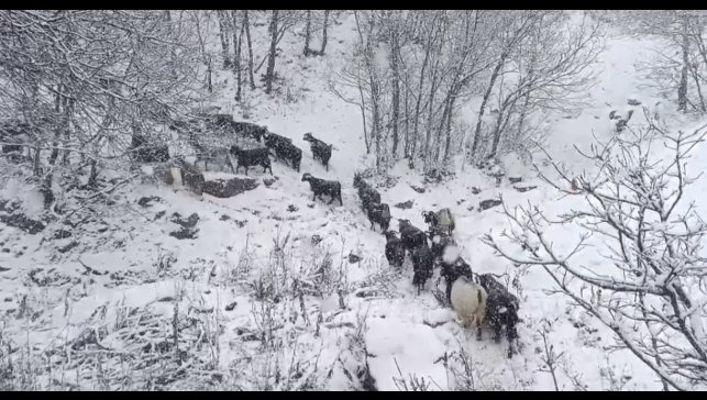 Muş'un yüksek rakımlı köylerde kar etkili oldu, besiciler zor anlar yaşadı