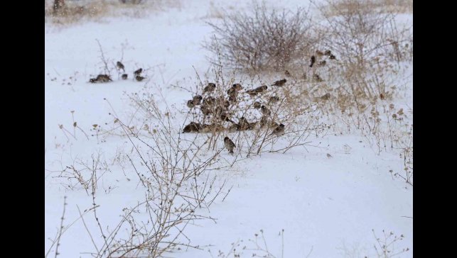 Kar esareti kuşları da etkiliyor
