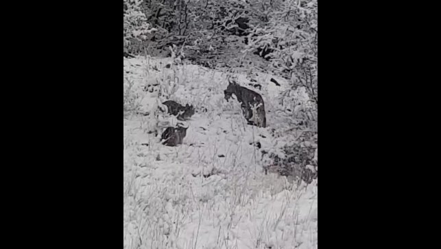 Elazığ'da vaşak ailesi görüntülendi