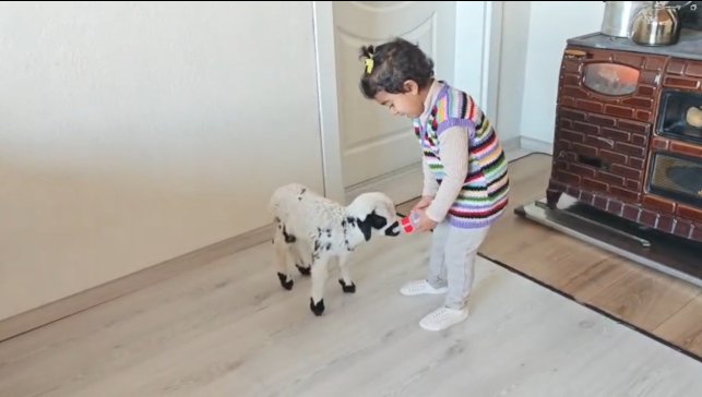 Annesinin reddettiği kuzuya 3 yaşındaki Ezo'nun şefkati yürekleri ısıttı