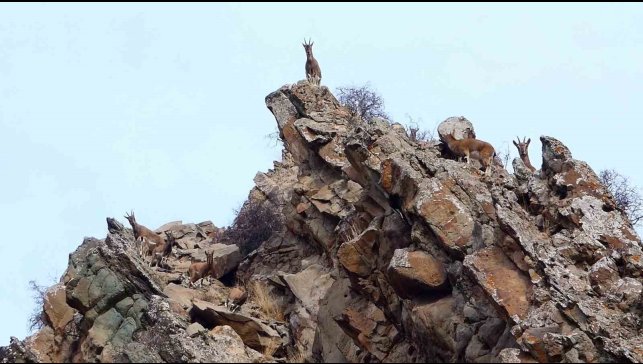 Erzurum'da yaban hayatı fotokapanlara takıldı