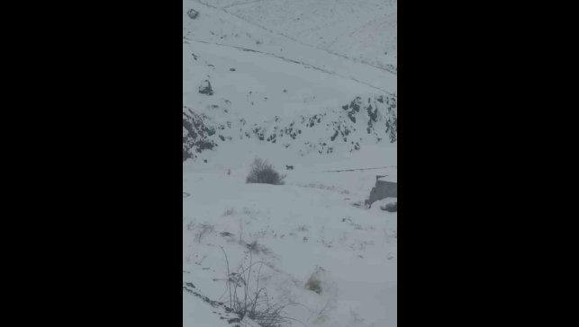 Iğdır'da aç kalan 3 vaşak köye indi