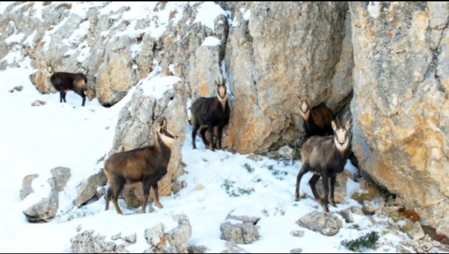 Munzur'un beyaz zirvesinde şamualar görüntülendi