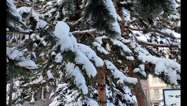 Kar yağışının ardından ağaçlarda kartpostallık görüntü