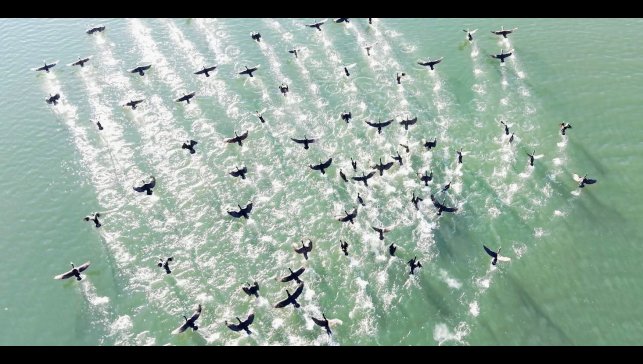 Elazığ'da soğuk havada doğanın sessiz misafirleri kara bataklar