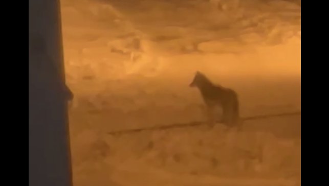 Tatvan'da şehir merkezine inen kurt görüntülendi