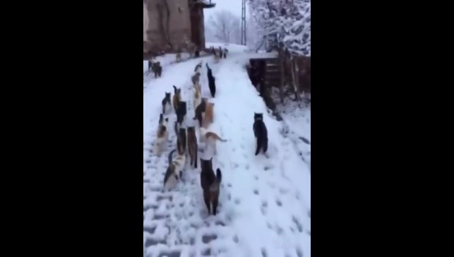 Soğuk kış günlerinde yürek ısıtan görüntüler Erzincan'dan