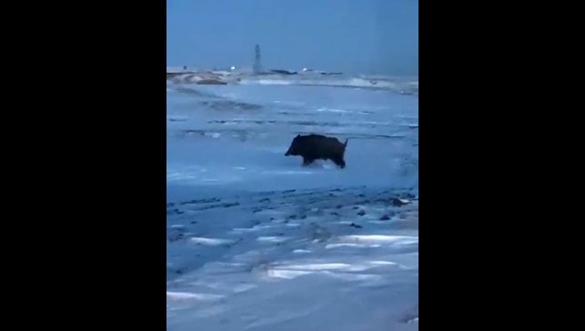Mahalleye yakın bir noktada domuz görüldü