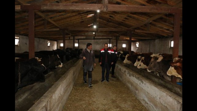 Erzincan'da manda yetiştiriciliği için araştırmalar sürüyor