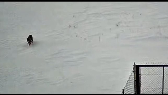 Tatvan'da kurt görüntülendi