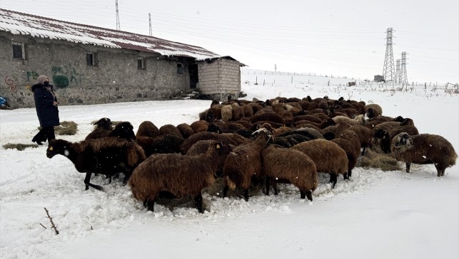 Ardahan'da devlet desteğiyle koyun sayısı 3 yılda yüzde 50'den fazla arttı