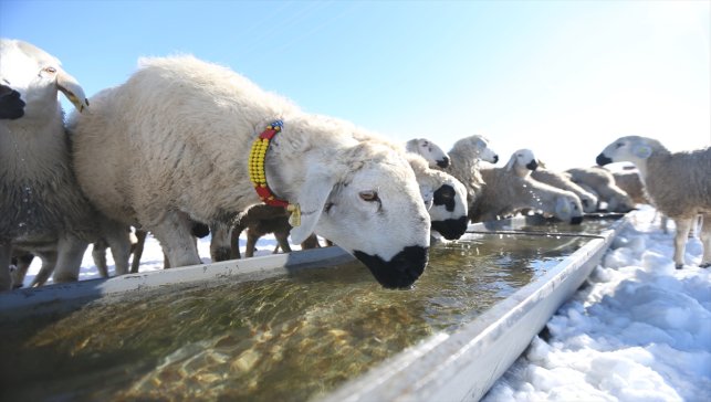 Devlet Desteğiyle Başladı, Kangal Akkaraman Sürüsünü 2 Yılda 6 Kat Büyüttü