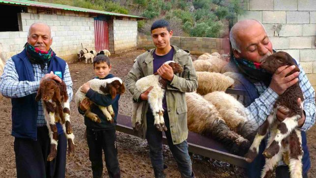 Depremde Hayvanları Telef Oldu, Devlet Desteğiyle Sürüsünü 800’e Çıkardı