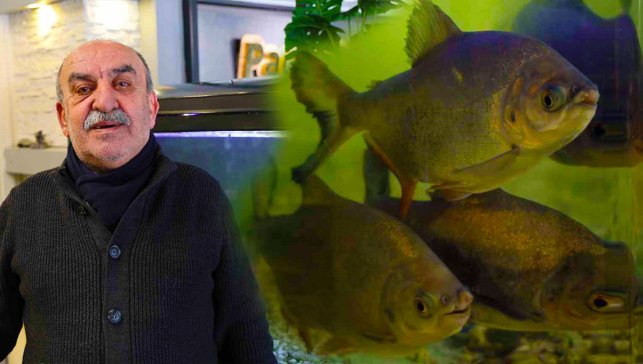 Diyarbakır’da pirana balıkları 12 yıldır kelle paçayla besleniyor