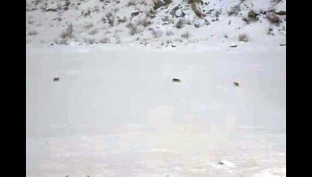 Çukurca'da kurt sürüsü görüntülendi
