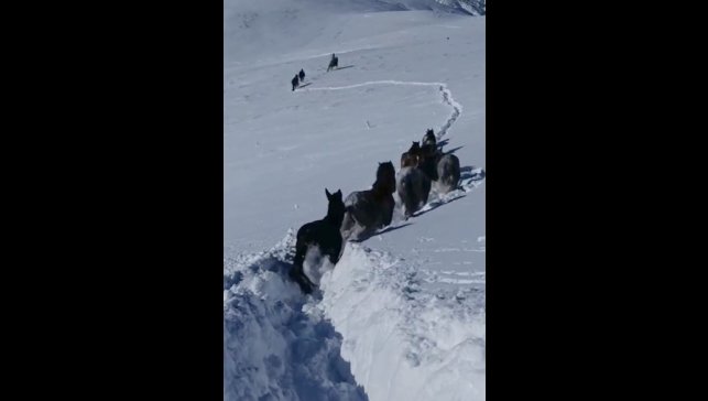 Karda mahsur kalan at ve katırlar güvenlik korucuları tarafından kurtarıldı