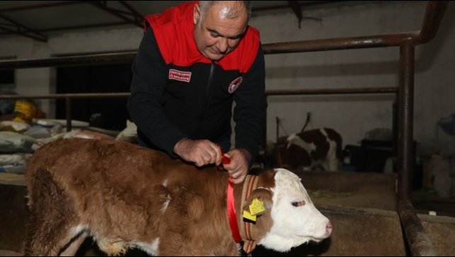 Elazığ'da yılın ilk buzağısına "Bereket" adı verildi