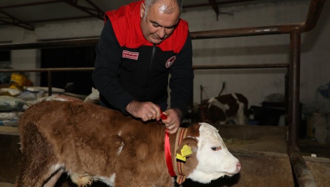 Elazığ'da yeni yılın ilk dakikalarında doğan buzağıya altın takıldı