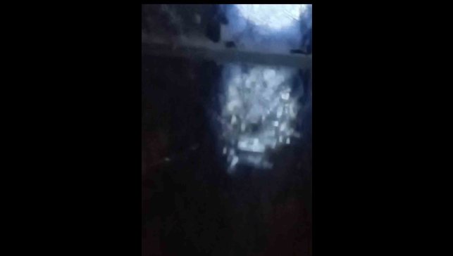 Muş'ta nehir kıyısında su samurları görüntülendi