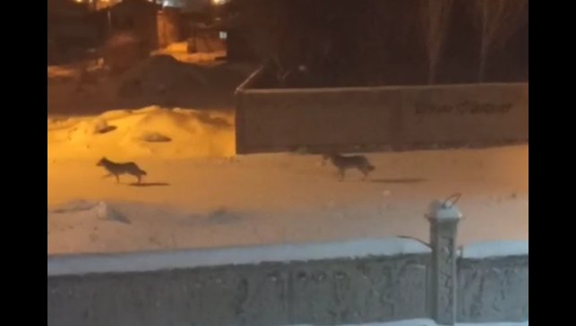 Başkale'de aç kalan kurtlar ilçeye indi