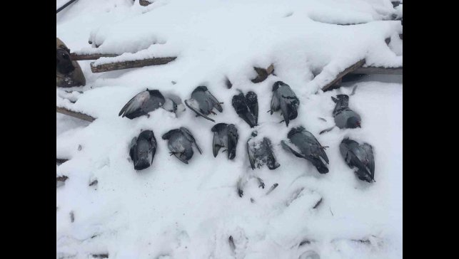 Elazığ'da onlarca güvercin donarak telef oldu