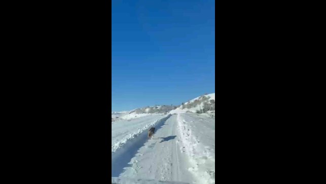 UMKE ekiplerinin hasta yolculuğuna kurt eşlik etti