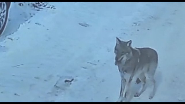 Tatvan'da gündüz vakti kurt görüldü