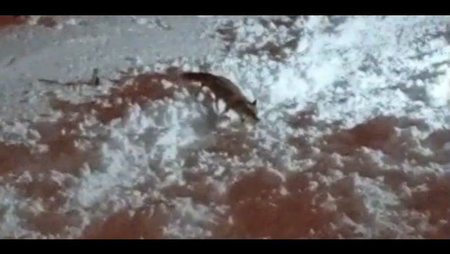 Hakkari'de aç kalan tilkiler şehirde yiyecek aradı