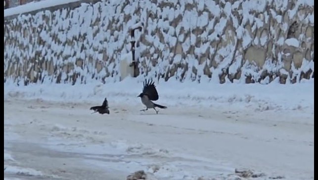 İlçe beyaza büründü, aç kalan kargalar sokaklara indi