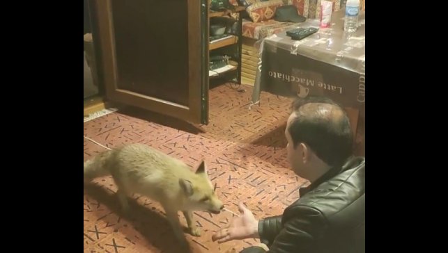 Erzincan'da ilginç dostluk: Tilkiyi evinde eliyle besliyor