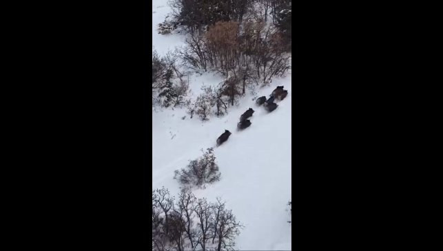 Elazığ'da domuz sürüsü dron ile görüntülendi