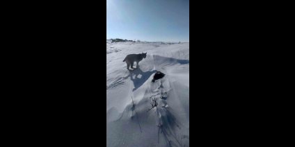 Karlıova'da nesli tükenme tehlikesi altındaki vaşak görüntülendi